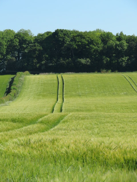 Lines through the crops