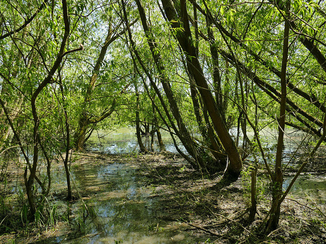 Stanley Marsh nature reserve: marshland
