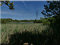 Marshland alongside Balk Lane