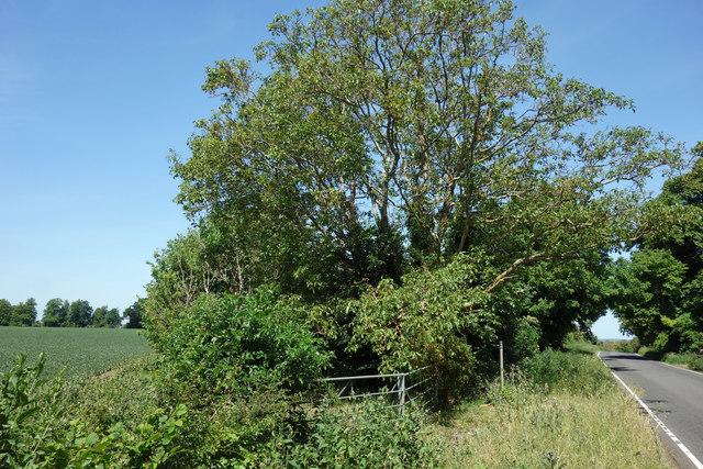 Walnut tree by the footpath
