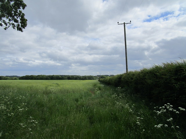 Barley field near Denton
