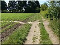 Footpath t-junction, East Bridgford