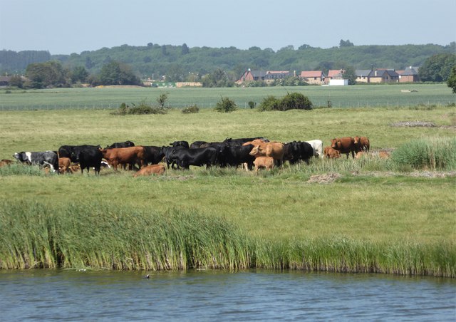 Cattle by the creek, Faversham