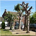 Tree surgery, East Bridgford