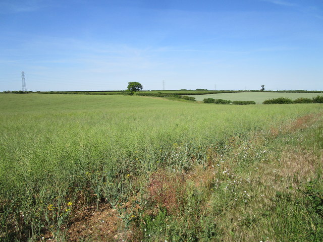 Field of oilseed rape near Welby Lodge Farm