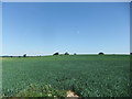 Crop field on Primrose Hill