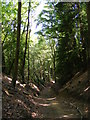 Path through Tullecombe Copse