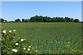 View across the field to Manor Farm