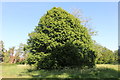 Tree in Cassiobury Park