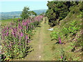 Llwybr ar Graig Fawr  / Path on Graig Fawr