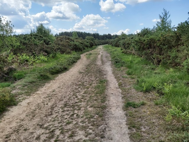 Path through Ashdown Forest