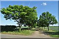 An avenue of trees in Skegby