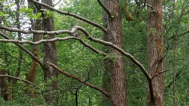 Grey Squirrel Pausing on a Branch