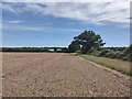 Field near to Misley Copse