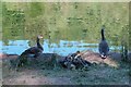 SO6309 : Goslings at Mallards Pike by John Winder