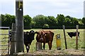 Homersfield: Field with grazing cows