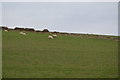 Sheep, Linton Hill