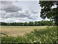 Field near Manor Farm