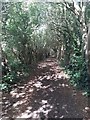 Dappled light along the bridleway to Low Laithes