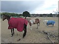 Horses looking bored