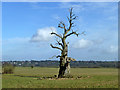 Dead tree near Paddock Wood