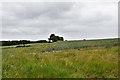 Withersdale Street, Hunters Lane: Cereal crop with a very wide field margin