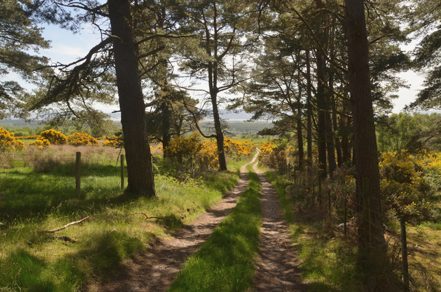 Track through Pine Trees near Birichen, Sutherland