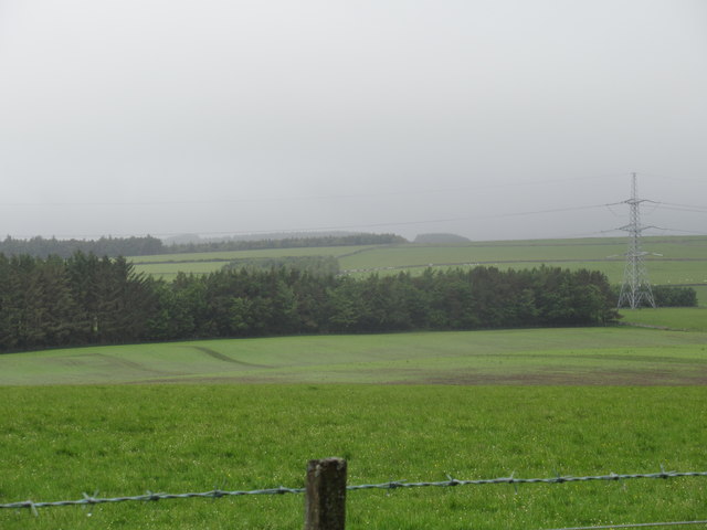 Woodland plantations above Luckie Shiel on a dreich June day