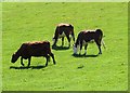 NZ0949 : Beef cattle at Hown's Farm by Robert Graham