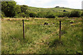 Emsworthy Mire Nature Reserve