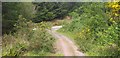 NX8556 : Track in Dalbeattie Forest by Colin Kinnear