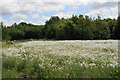 Display of oxeye daisies near Windy Bank Farm