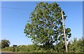 Tree by the A3400, Tredington