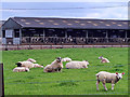 Sheep and cowshed at East Brackenridge Farm