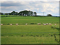 A field of sheared sheep near Caldermill