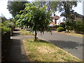 Young tree in Bradleigh Avenue