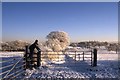 Winter on Alderley Edge - path towards Hill Top Farm