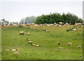 Sheep in field adjacent to Crose Mere