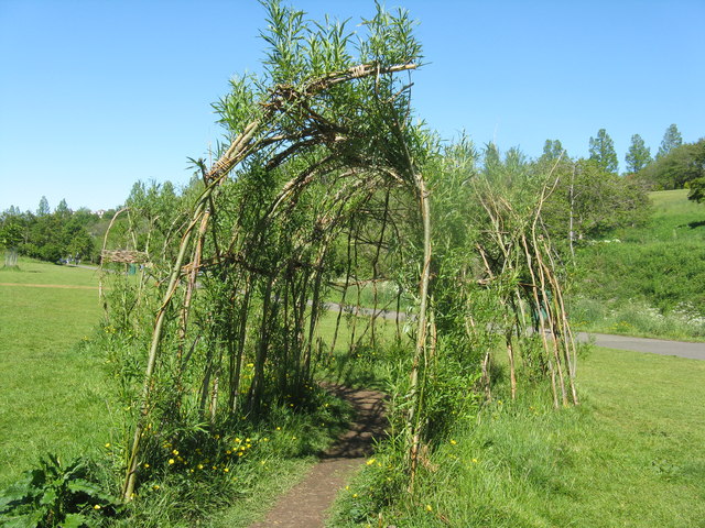 Willow arch in Braidburn Valley Park