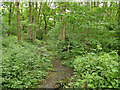 Path in Little Hawksworth Wood