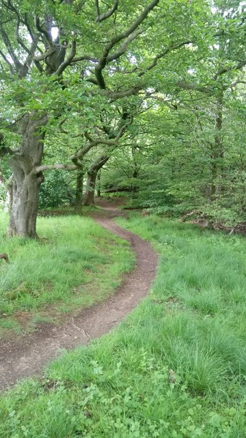 Footpath through Long Narrow Wood on Edge of Kirkton Campus