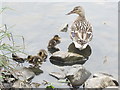 Female Mallard and Chicks, West Allotment Pond