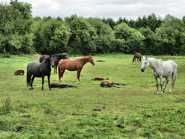 Happy Families © kevin higgins cc-by-sa/2.0 :: Geograph Ireland