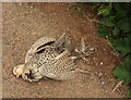 Dead bird near Ashprington Cross