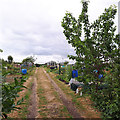 Burley Model Allotments