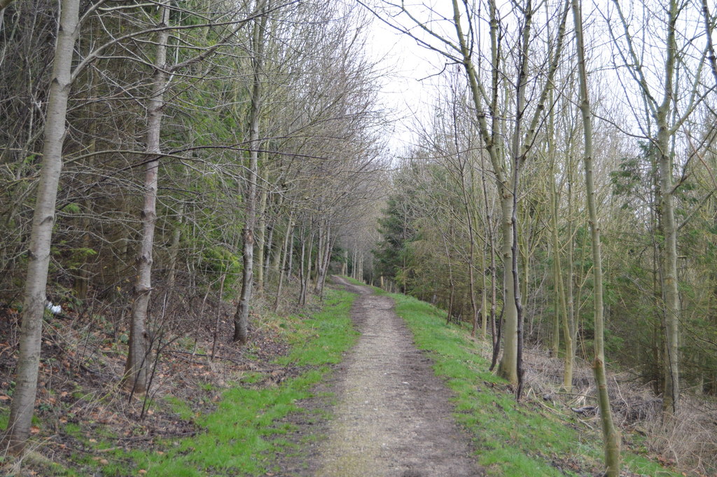 Wooded bridleway, Grove Hill Bottom © N Chadwick :: Geograph Britain ...