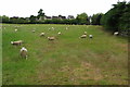 Grazing by the footpath