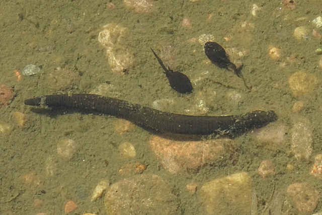 One Leech and Two Tadpoles
