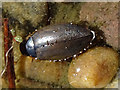 NJ3265 : Water Beetle by Anne Burgess