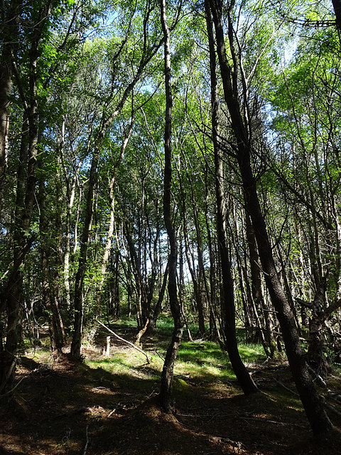 Lossie Forest